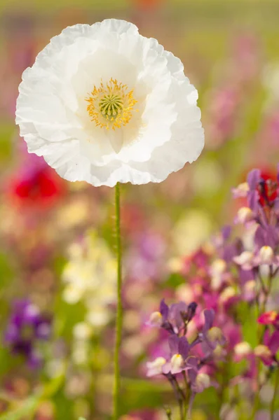 Zbliżenie Ujęcia Maku Kwiat Rośnie Łące — Zdjęcie stockowe