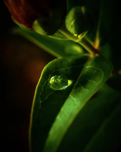 Tiro Vertical Uma Gota Água Uma Folha Verde — Fotografia de Stock