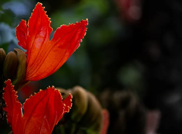 Крупним Планом Знімок Червоних Квіткових Бруньок Розмитому Тлі — стокове фото