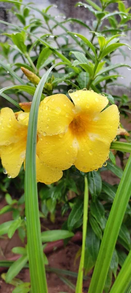 Vertical Shot Yellow Allamanda Flowers Drops Rain Them — Zdjęcie stockowe