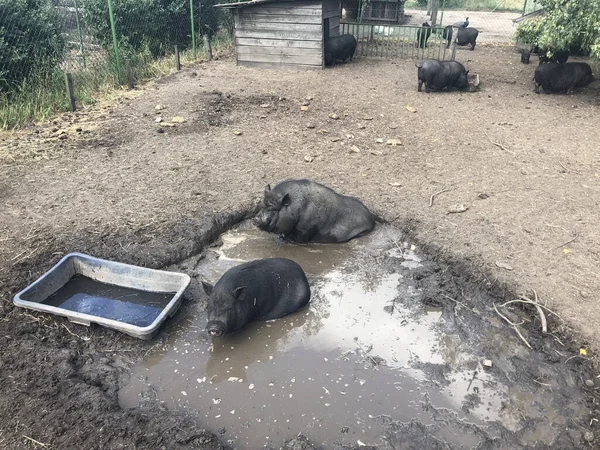 Ein Malerischer Blick Auf Schwarze Putzige Wildschweine Auf Dem Bauernhof — Stockfoto