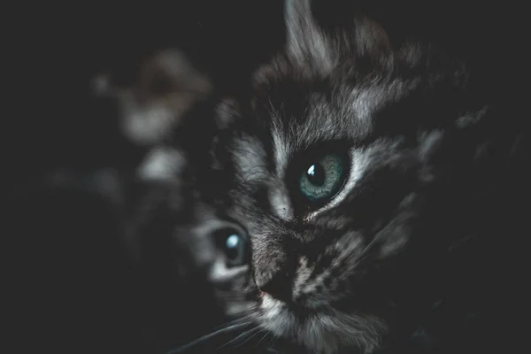 Zbliżenie Ujęcie Małego Kotka Rozmytym Tle — Zdjęcie stockowe