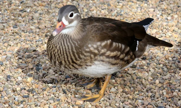 Närbild Mandarin Anka Som Går Stenar Solig Dag — Stockfoto