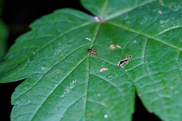 Eine Nahaufnahme Einer Ameise Auf Dem Grünen Blatt — Stockfoto