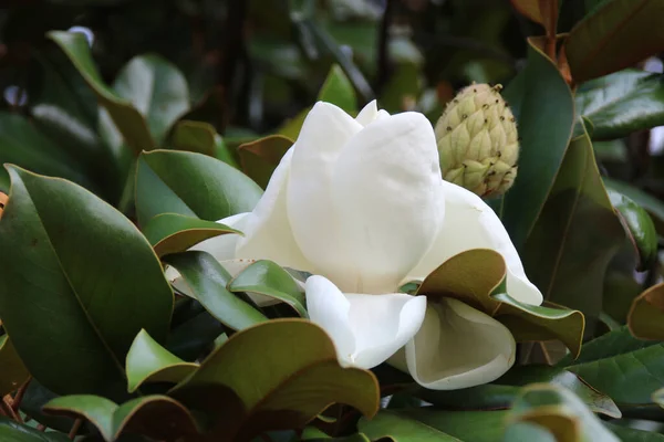 Eine Nahaufnahme Der Südlichen Magnolie Magnolia Grandiflora Mit Einer Schönen — Stockfoto