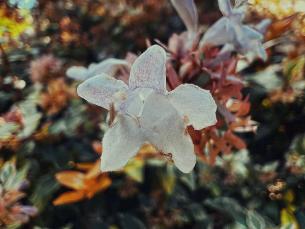 Primer Plano Una Flor — Foto de Stock