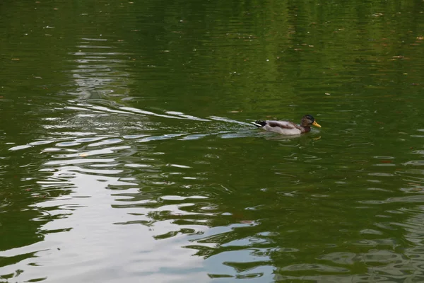 Mallard Duck Swimming Green Lake — Fotografia de Stock