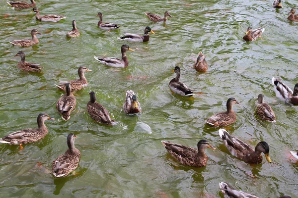 Eine Gruppe Stockenten Schwimmt Einem See — Stockfoto