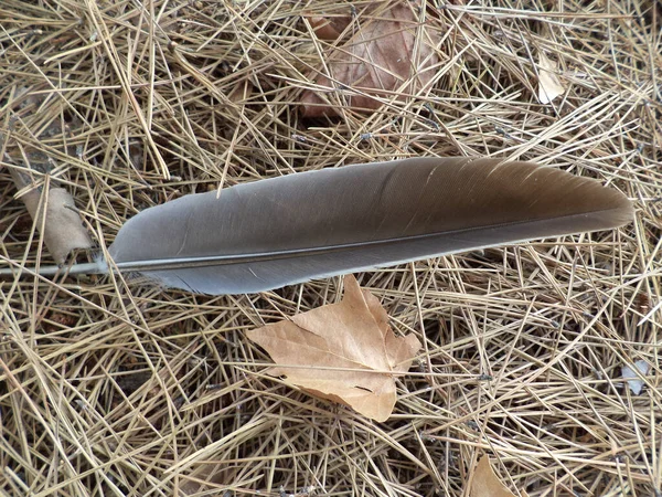 Top View Gray Quill Feather Dry Dead Grass Fall Leaves — Stock Photo, Image