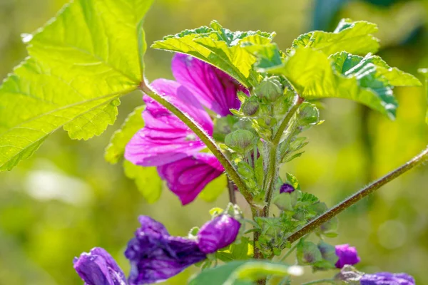 정원에서 자라는 아름다운 자주색의 말바실 베스트 — 스톡 사진