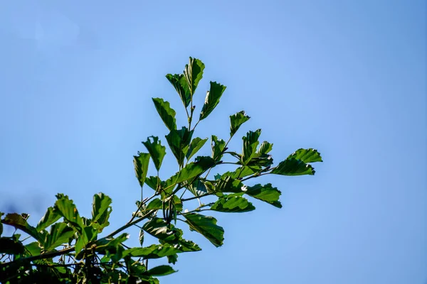 Nízký Úhel Záběru Větve Stromu Quercus Libani Krásnými Zelenými Listy — Stock fotografie
