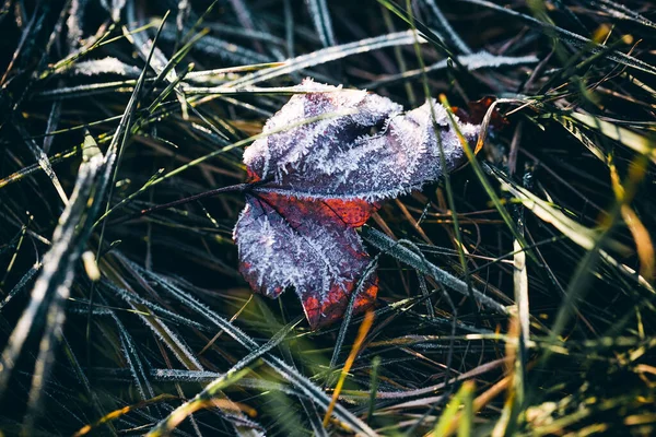 Крупный План Растений Травы Покрытые Зимними Морозами — стоковое фото