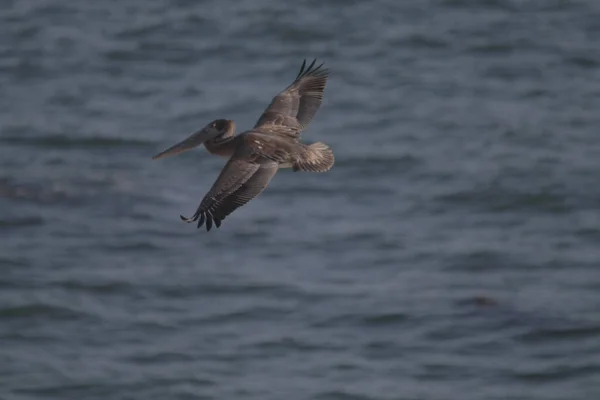 Pasărea Pelicană Gri Care Zboară Deasupra Mării Ondulate Coastă — Fotografie, imagine de stoc