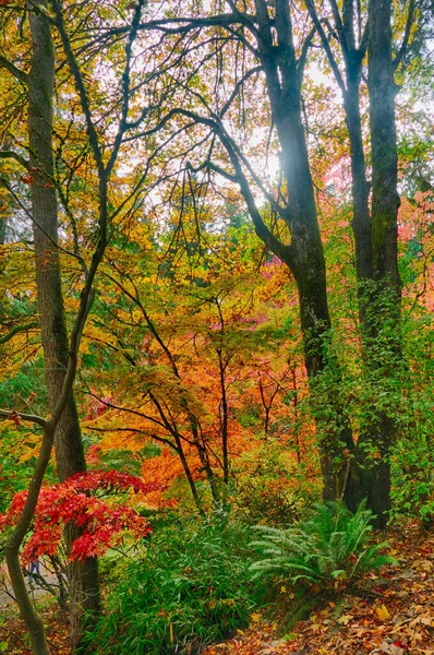 Colpo Verticale Una Foresta Con Alberi Alti Belle Foglie Colorate — Foto Stock