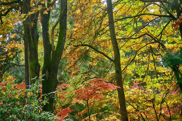 Una Foresta Con Alberi Alti Ricoperti Muschio Belle Foglie Colorate — Foto Stock