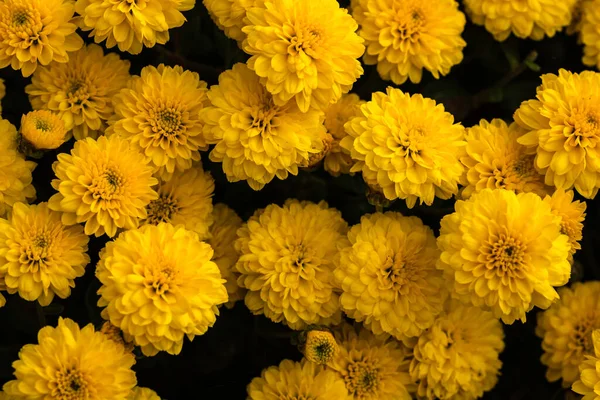 Selective Focus Shot Yellow Chrysanthemum Flowering Plants Growing Garden — Fotografia de Stock