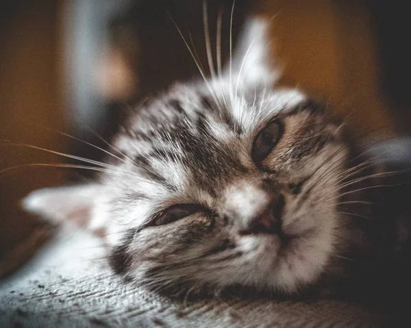 Bulanık Bir Arkaplanda Küçük Bir Kedi Yavrusunun Yakın Plan Çekimi — Stok fotoğraf