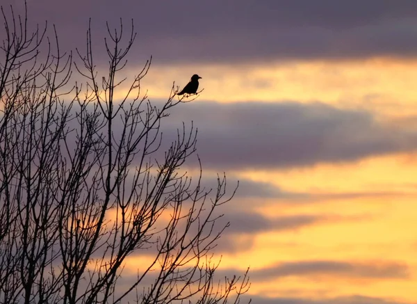 Die Silhouette Eines Kleinen Vogels Thront Auf Einem Blattlosen Baum — Stockfoto