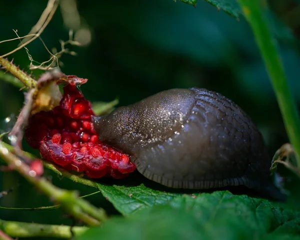 Close Shot Snail Green Leaf Eating Ripe Fresh Strawberry Nature — ストック写真