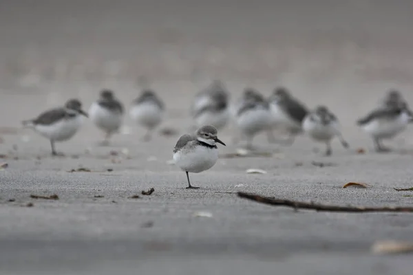 ビーチに立っている鳥のクローズアップショット — ストック写真