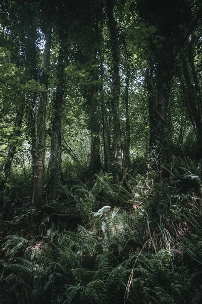 Forest Green Plants Ireland — Stock Photo, Image