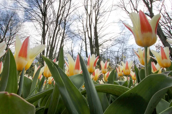 Close Tiro Belas Tulipas Rosa Amarelo Com Folhas Verdes Gard — Fotografia de Stock