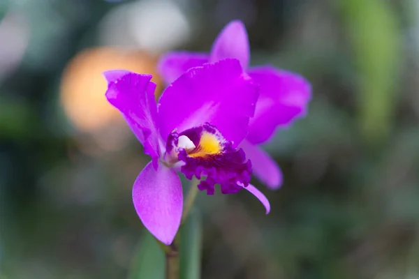 Selective Focus Shot Blooming Purple Orchid — Stockfoto