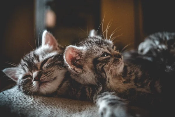 Tiro Close Dois Pequenos Gatinhos Dormindo Juntos — Fotografia de Stock