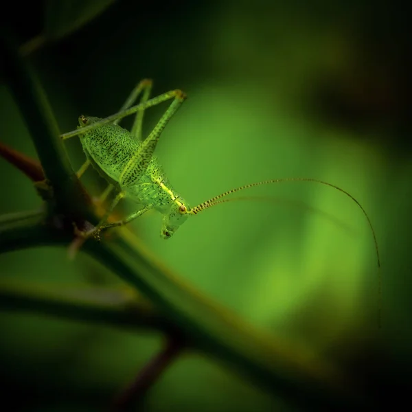 Vertical Shot Grasshopper Green Leaves — Stock Photo, Image