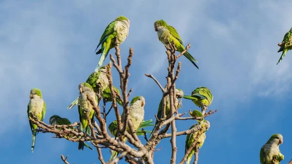 Krásné Green Monk Papoušci Holé Větvičky Proti Zamračené Obloze Slunečného — Stock fotografie