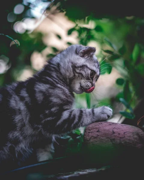 Eine Vertikale Aufnahme Eines Kleinen Kätzchens Einem Wald Auf Verschwommenem — Stockfoto