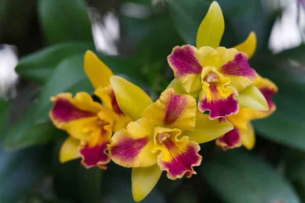 Selective Focus Shot Blooming Yellow Red Orchids — Fotografia de Stock