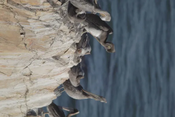 海岸の岩場に群生する灰色のペリカン鳥 — ストック写真