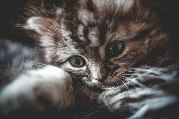 Nahaufnahme Eines Kleinen Kätzchens Auf Verschwommenem Hintergrund — Stockfoto