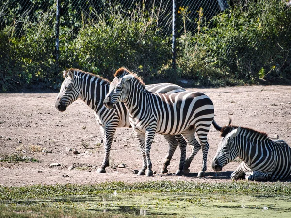 Cidade Kansas Estados Unidos Setembro 2021 Zebras Relaxam Ensolarada Savana — Fotografia de Stock