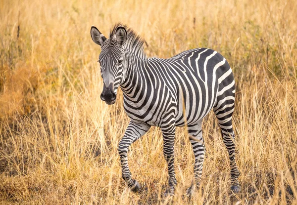Mikumi Ovasında Bir Zebra — Stok fotoğraf