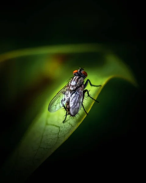 Tiro Vertical Uma Mosca Uma Folha Escuridão — Fotografia de Stock