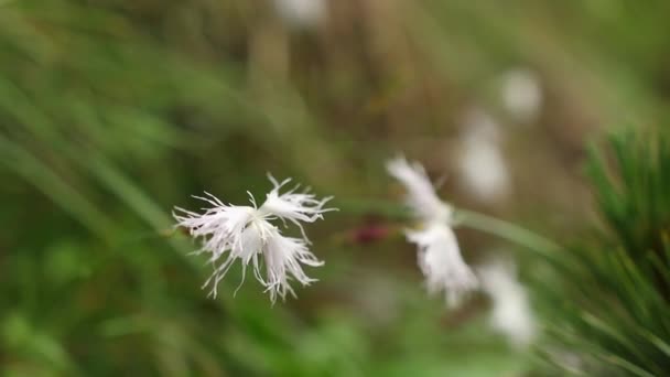 Yeşil Bahçede Beyaz Kahverengi Çimen Çiçeği — Stok video