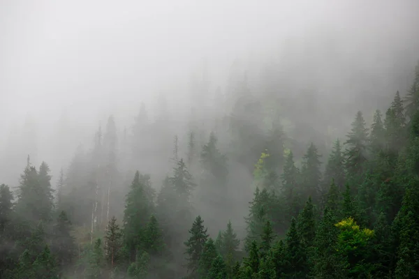 松树林上空的雾气鸟瞰 — 图库照片