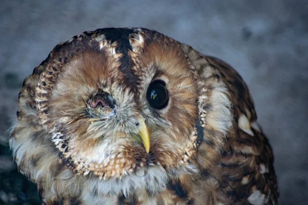 Selective Focus Shot Brown Owl One Eye — Stock Photo, Image