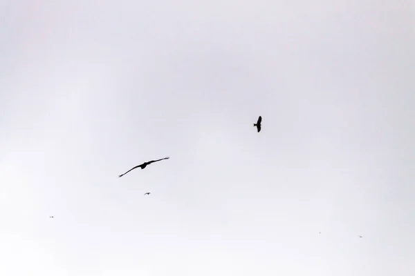 Een Schilderachtig Uitzicht Vogels Zwevend Lucht — Stockfoto