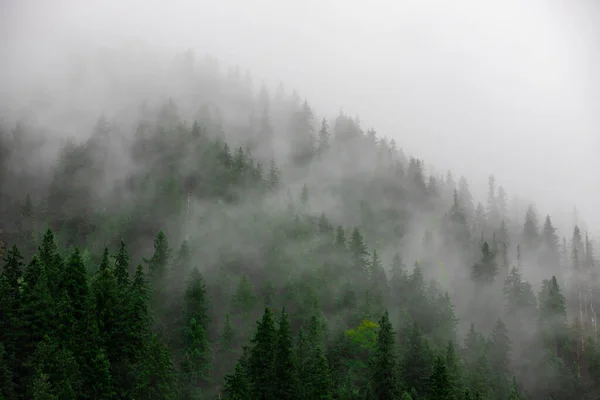 Uma Vista Aérea Nevoeiro Sobre Floresta Pinheiros — Fotografia de Stock