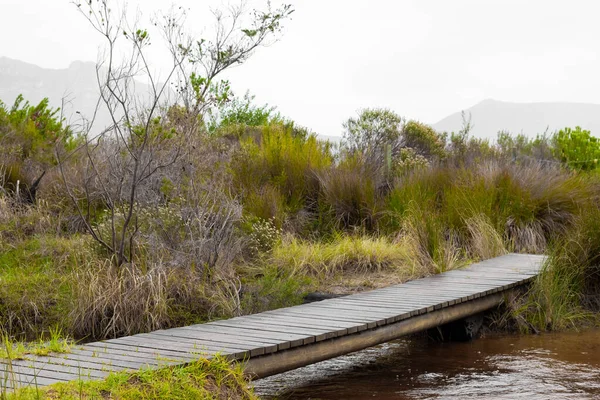 Дерев Яний Міст Через Річку Лісі Кейптауна Пар — стокове фото