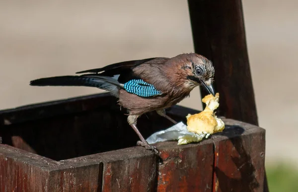 Ένα Περιστέρι Τρώει Ένα Κομμάτι Ψωμί Από Σκουπίδια Του Δρόμου — Φωτογραφία Αρχείου