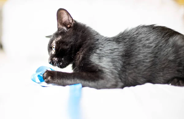 Крупный План Черной Кошки Играющей Голубой Лентой Милым Способом — стоковое фото