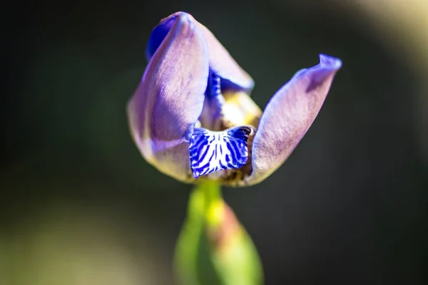 Shallow Focus Purple Propylaea Japonica Beans Flowers Blurred Background — Fotografia de Stock