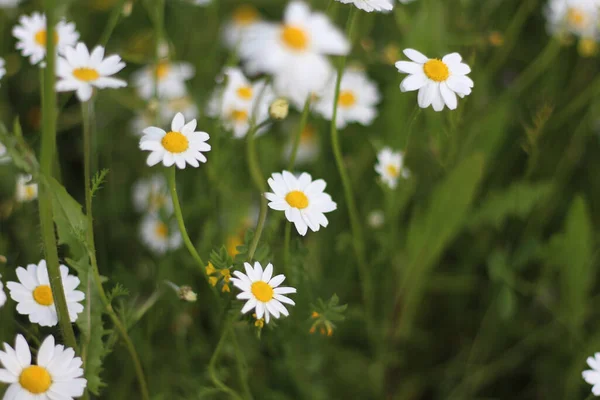 Zbliżenie Ujęcie Białych Kwiatów Rumianku — Zdjęcie stockowe