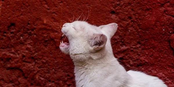 Lindo Gato Blanco Maullando Sobre Fondo Rojo —  Fotos de Stock