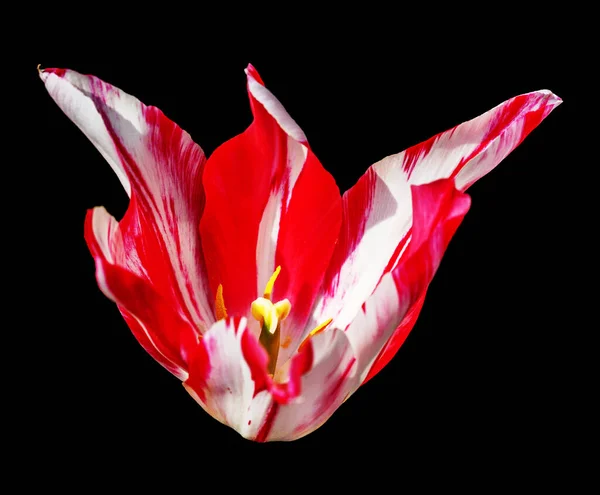 Closeup Shot Colorful Tulip Flower Black Background — Zdjęcie stockowe