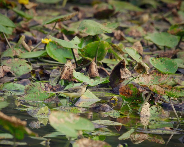 Słodki Żółty Brzuchaty Ptaszek Rozglądający Się Ciekawie Pośród Suchych Zielonych — Zdjęcie stockowe
